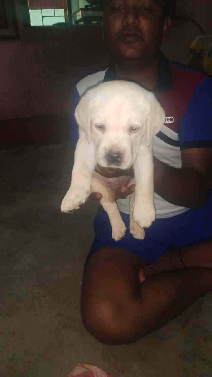 Top Pet Shops in Kolkata Best Pet Store near me Justdial