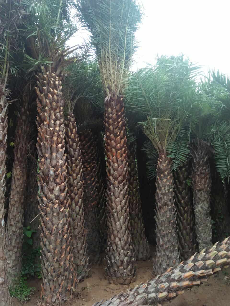 Top Fruit Plant Nurseries in Kolkata Best Custard Apple Plant Dealers