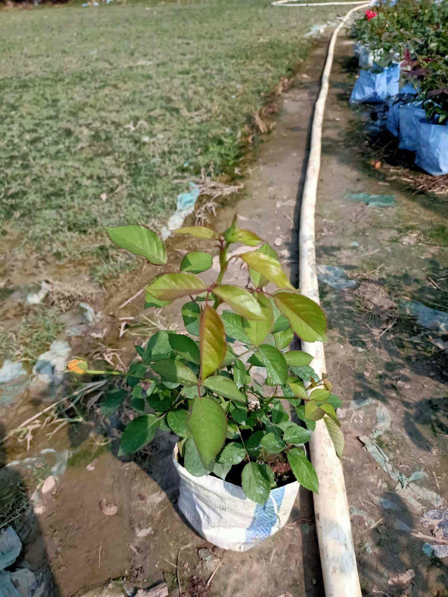 Top Lawn Grass Dealers in Rajarhat Best Natural Grass Dealers Kolkata