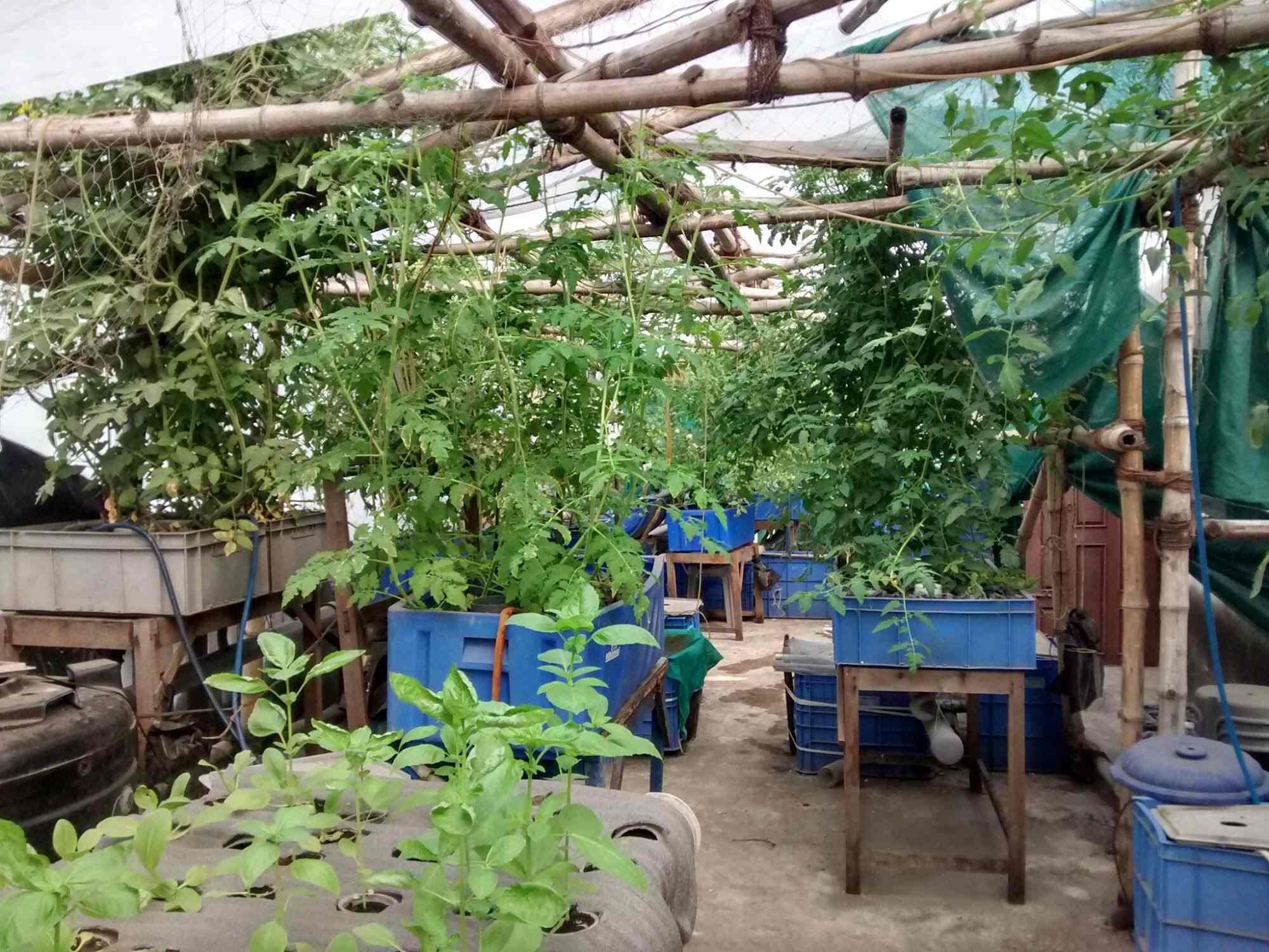 Urbagrow Aquaponics in Santoshpur,Kolkata Best Plant Nurseries in