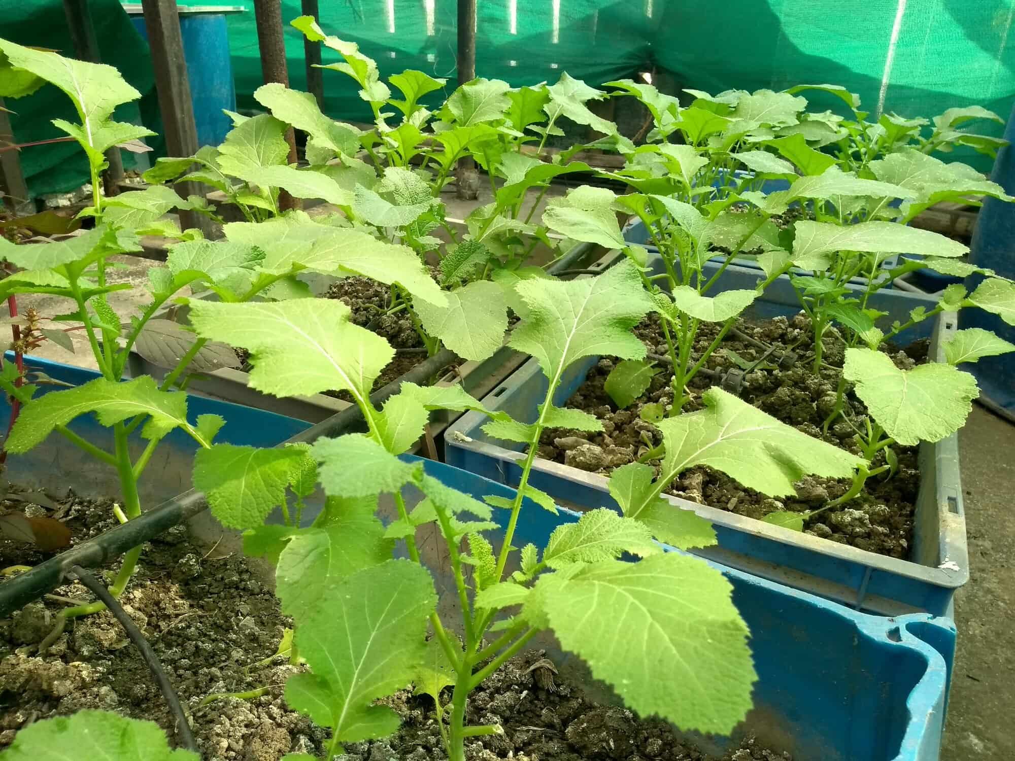Urbagrow Aquaponics in Santoshpur,Kolkata Best Plant Nurseries in