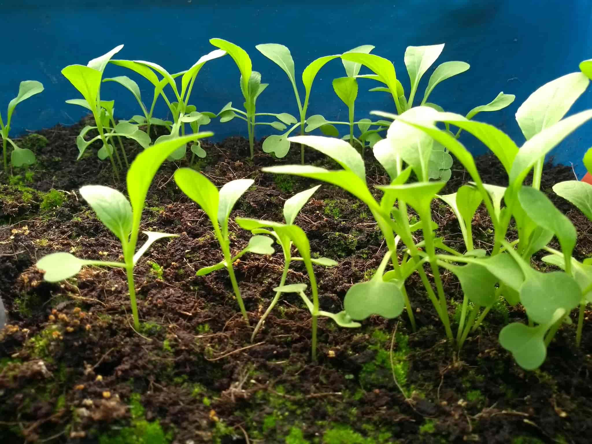 Urbagrow Aquaponics in Santoshpur,Kolkata Best Plant Nurseries in