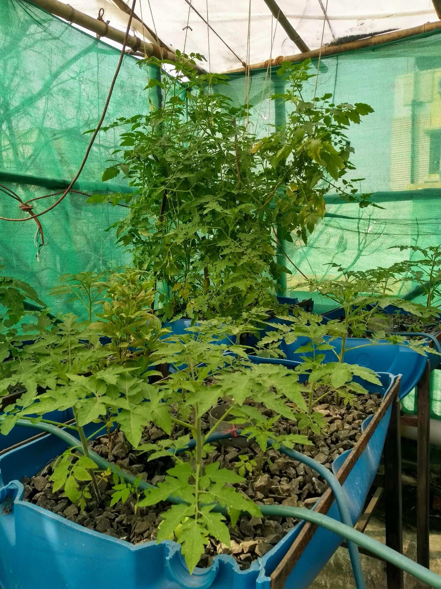 Urbagrow Aquaponics in Santoshpur,Kolkata Best Plant Nurseries in