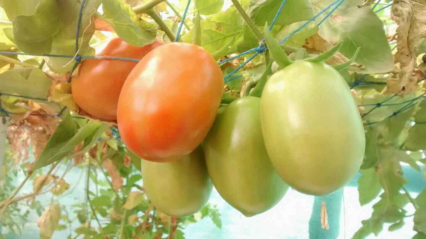 Urbagrow Aquaponics in Santoshpur,Kolkata Best Plant Nurseries in