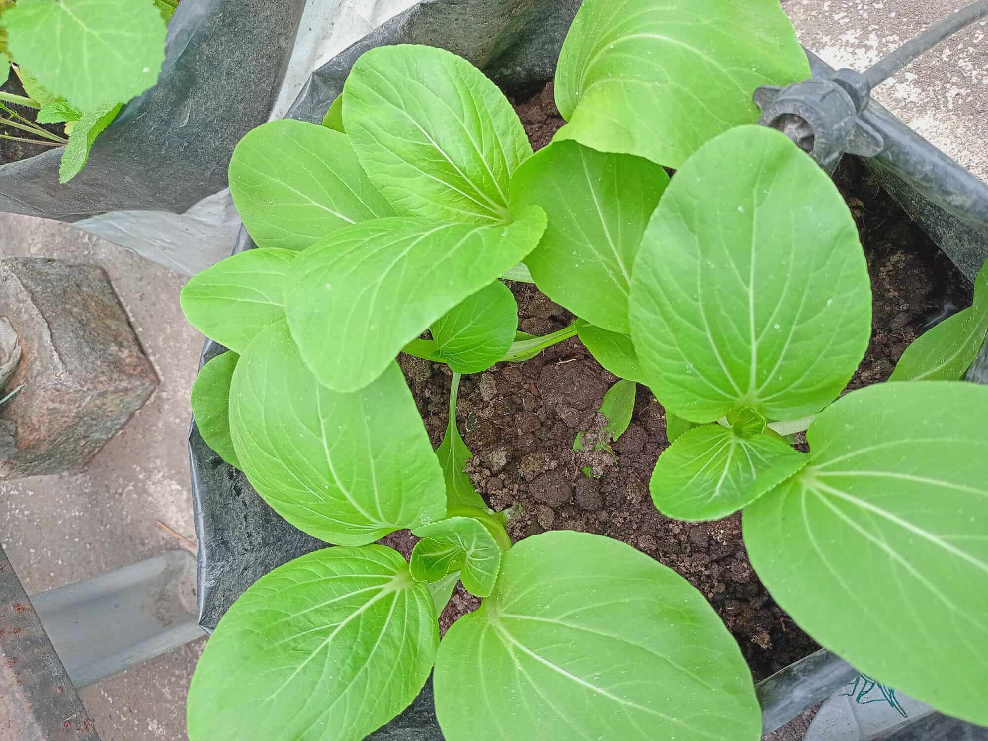 Urbagrow Aquaponics in Santoshpur,Kolkata Best Plant Nurseries in