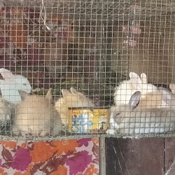 Top Pet Shops in Kolkata - Best Pet Store near me - Justdial