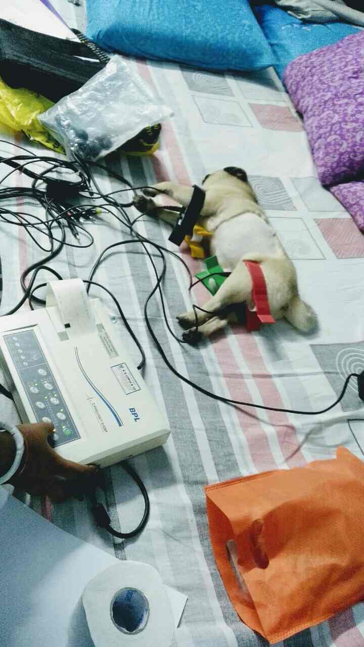 Top Pet Shops in Kolkata Best Pet Store near me Justdial