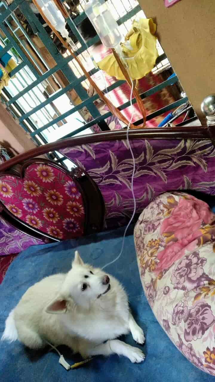 Top Pet Shops in Kolkata Best Pet Store near me Justdial