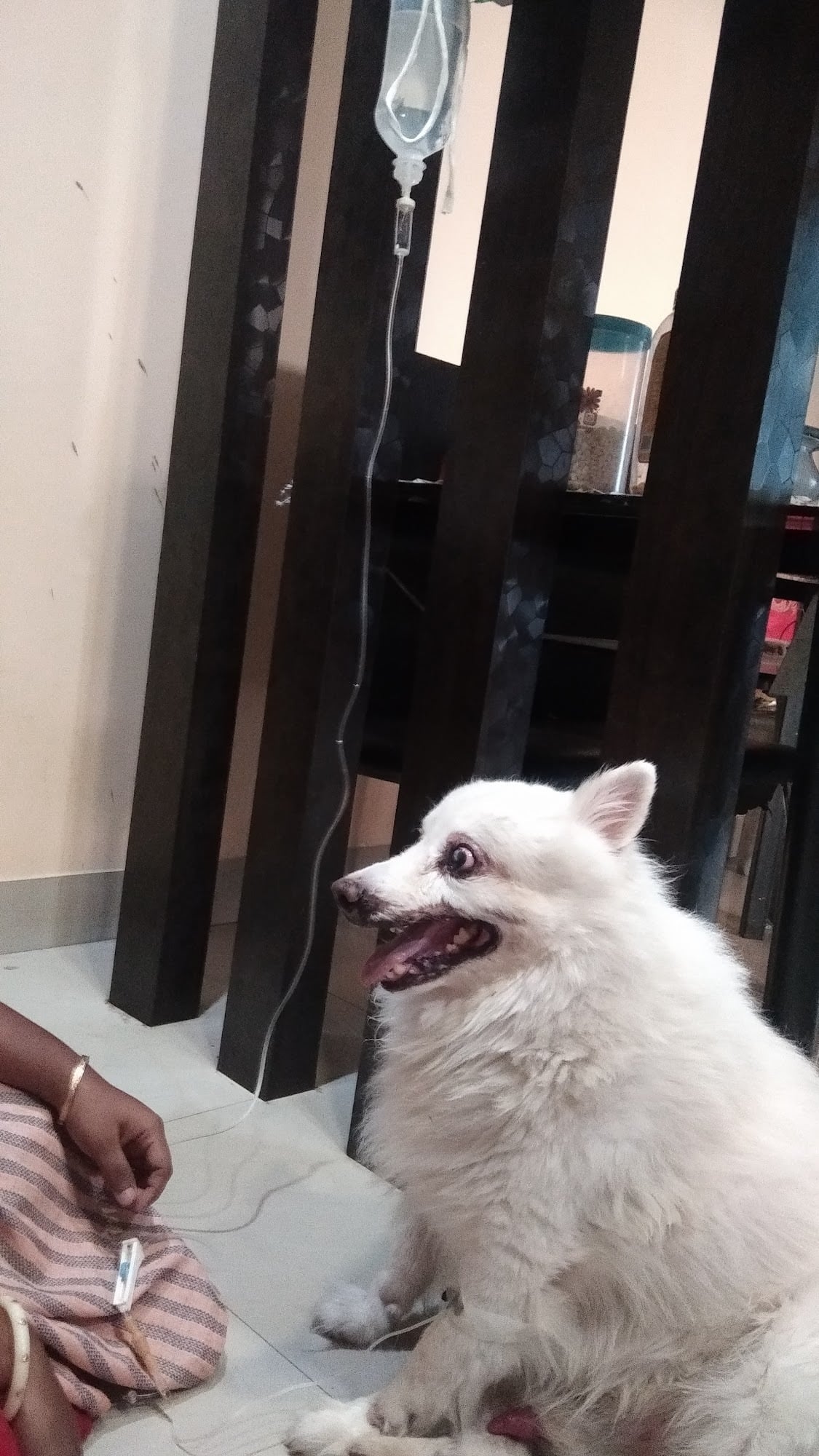 Top Pet Shops in Kolkata Best Pet Store near me Justdial