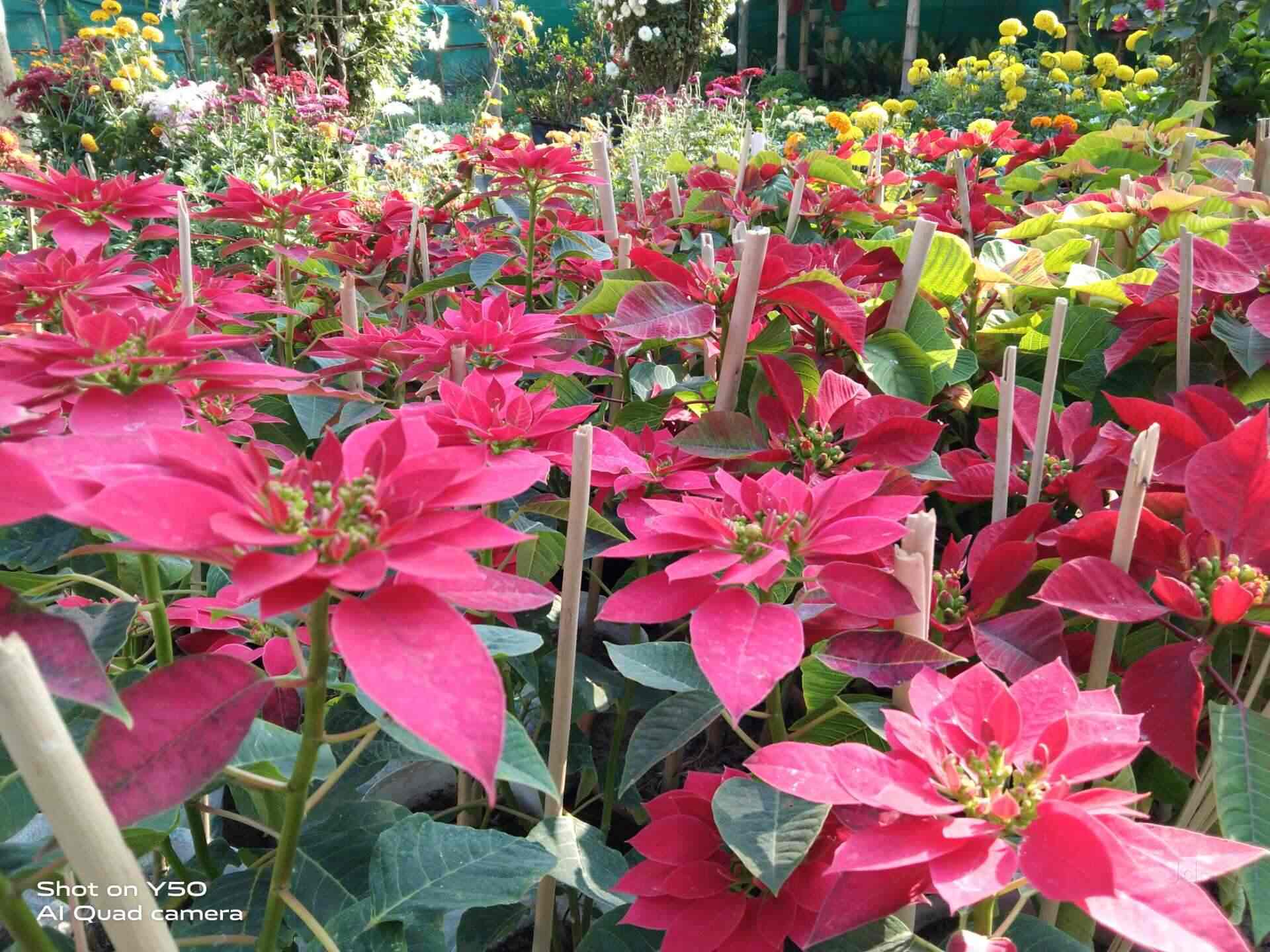 Loknath Nursery Plant, Salt Lake City Sector 1 Plant Nurseries in