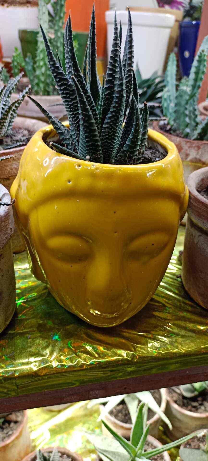 Top Bonsai Pot Wholesalers in Chennai बोन्साई पॉट व्होलेसलेर्स