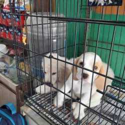 grass fed bully sticks