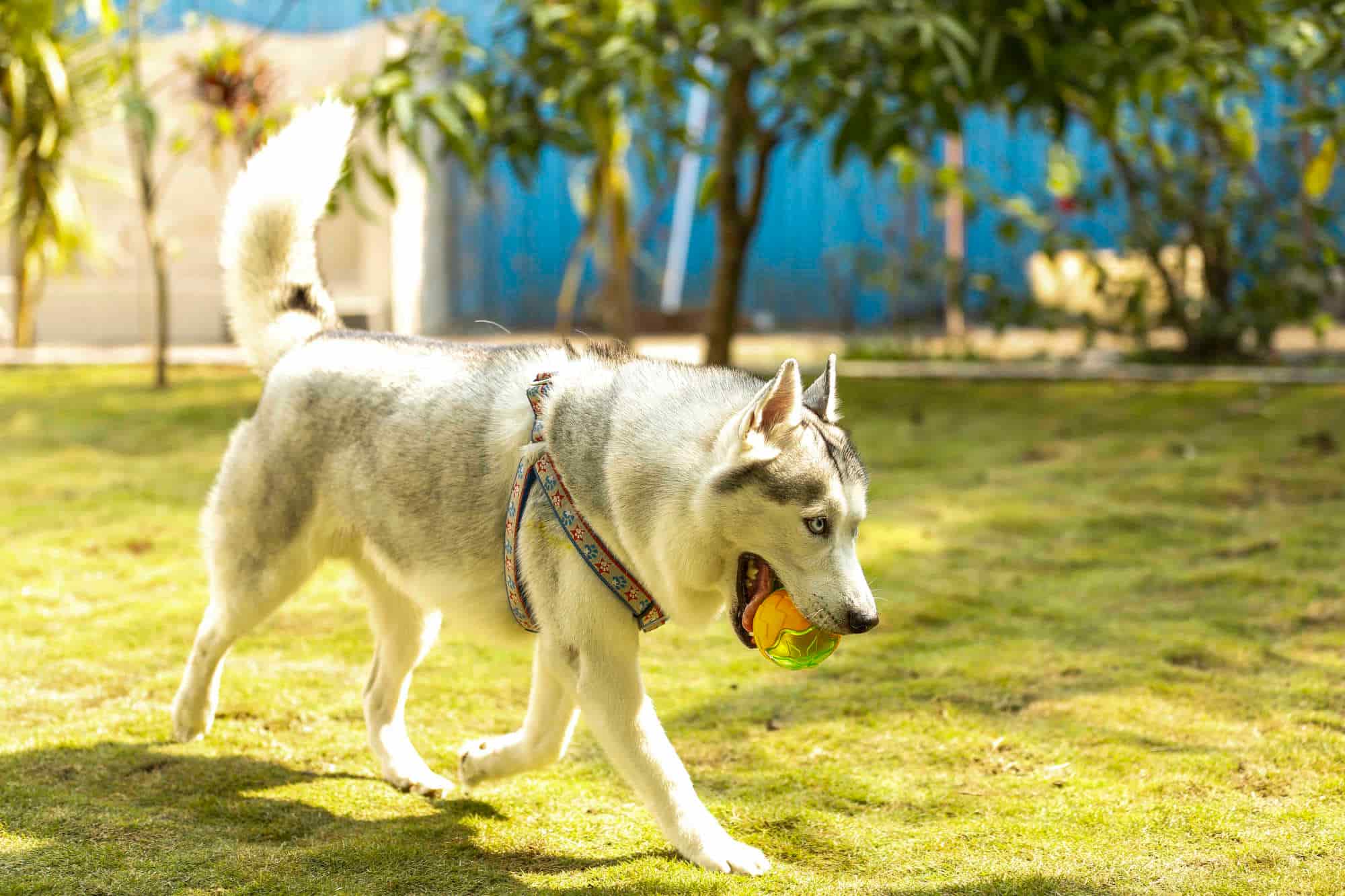 Top Dog Adoption Centres in Bardhaman Best Dog Adoption Centers near