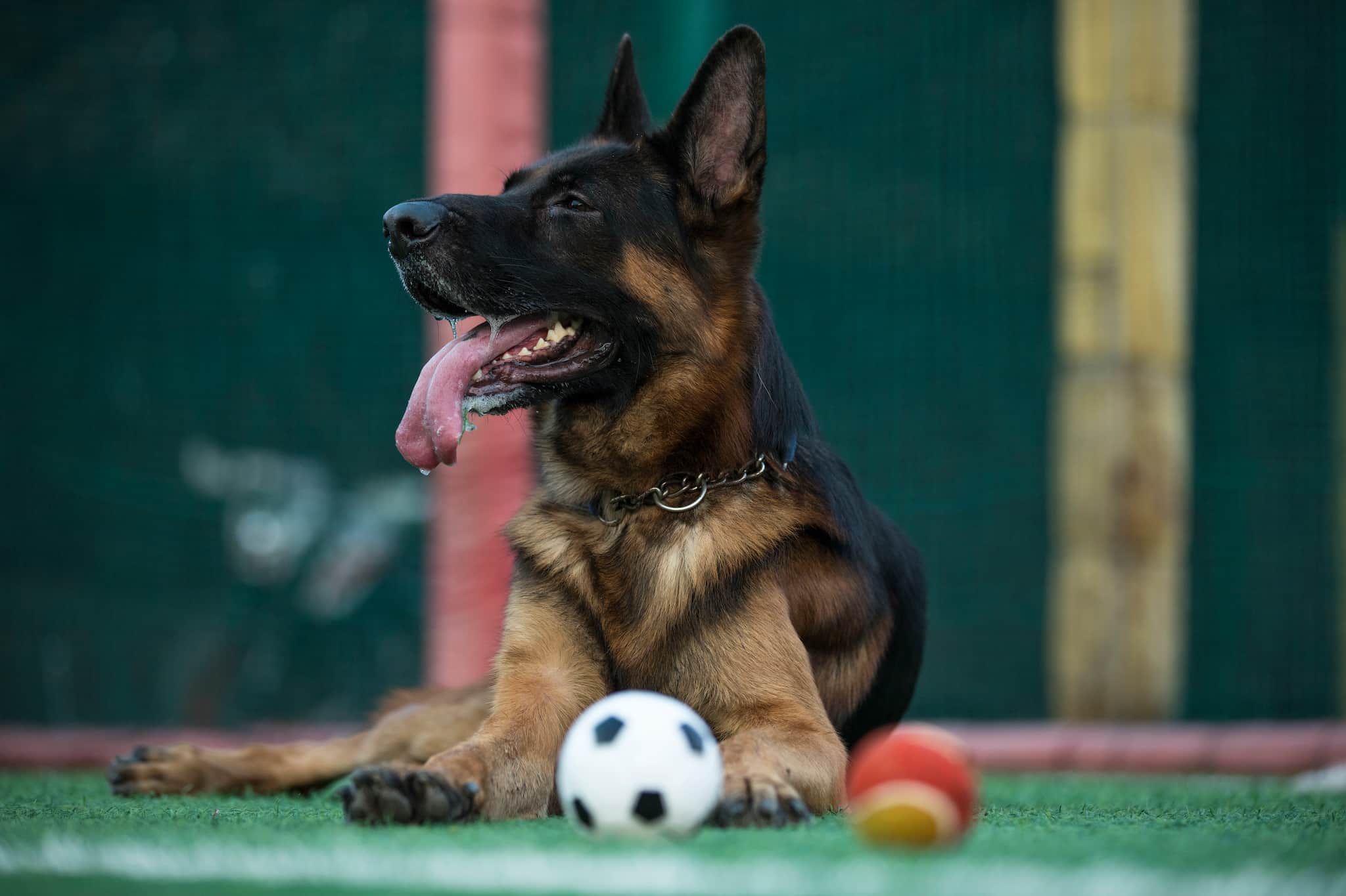 Top Dog Adoption Centres in Bardhaman Best Dog Adoption Centers near