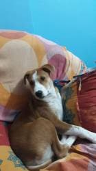 Debasree Roy Foundation in Rash Behari Avenue - Best Animal Welfare Organisations in Kolkata - Justdial Debasree Roy Foundation in Rash Behari Avenue - Best Animal Welfare Organisations in Kolkata - Justdial