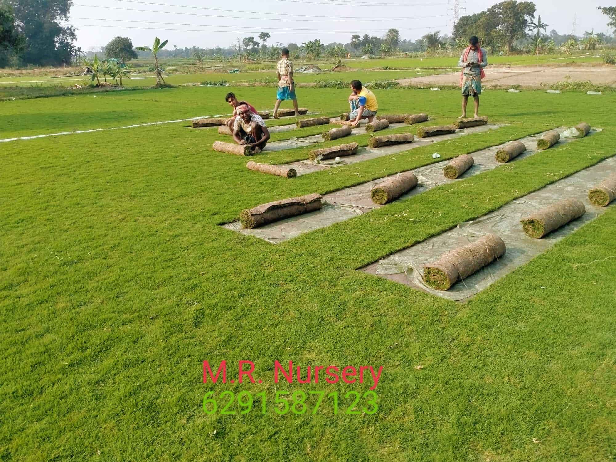 Top Fruit Plant Nurseries in Kolkata Best Custard Apple Plant Dealers