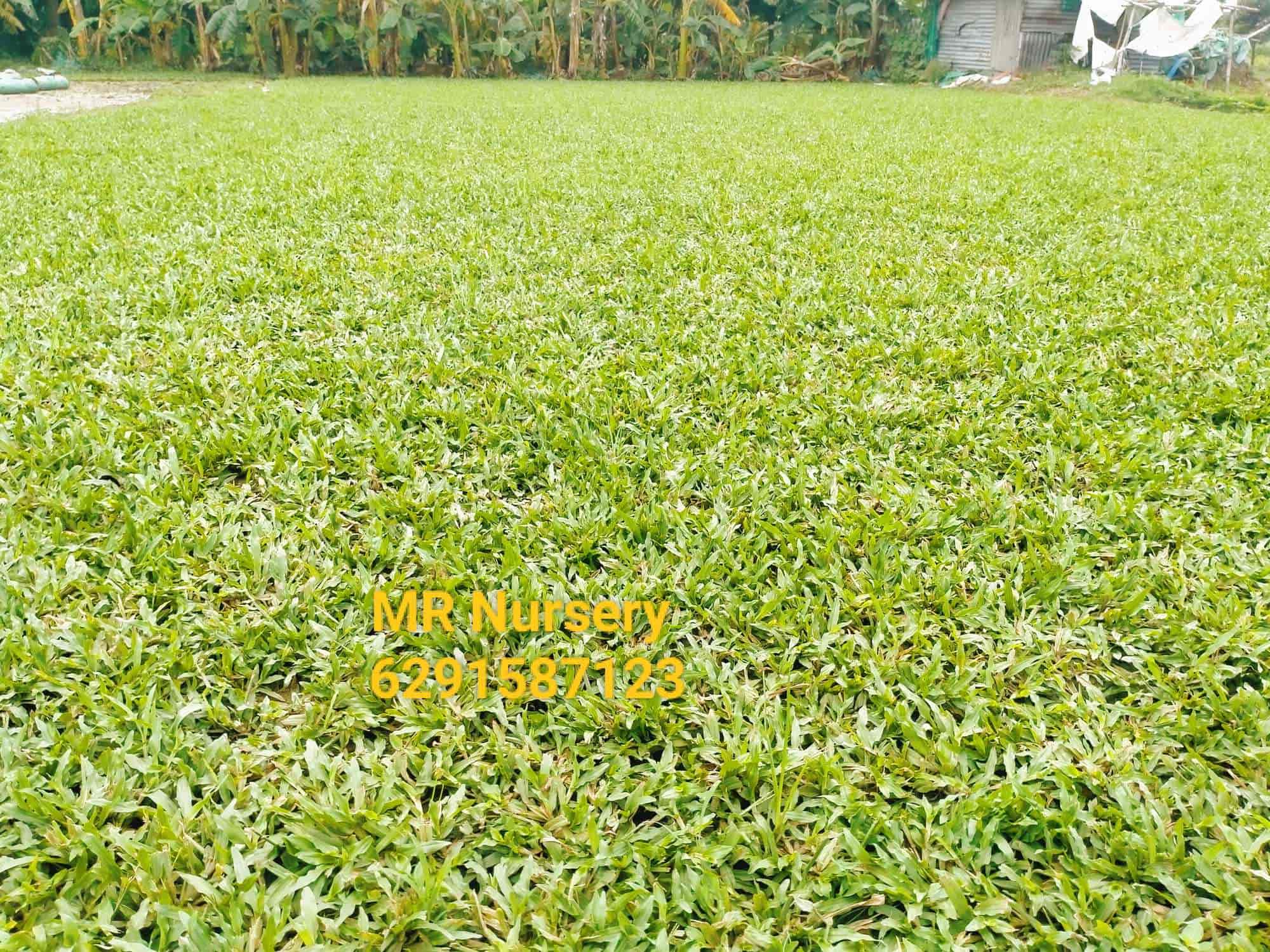 Top Fruit Plant Nurseries in Kolkata Best Custard Apple Plant Dealers