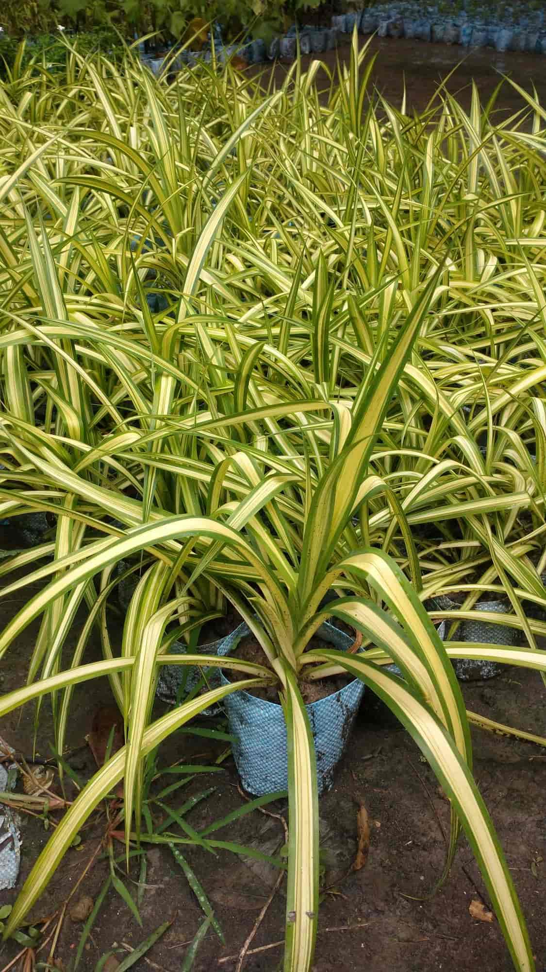 Top Fruit Plant Nurseries in Kolkata Best Custard Apple Plant Dealers