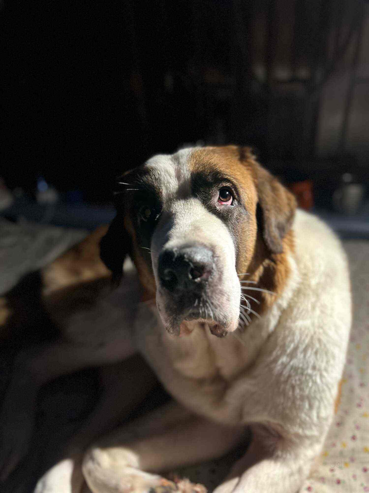 Santa's Home ( Dog Creche)