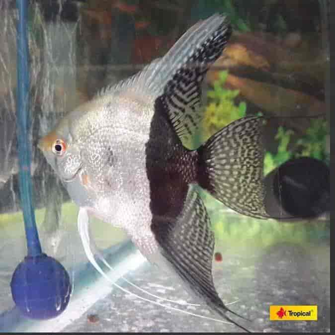 Top Pet Shops in Kolkata Best Pet Store near me Justdial