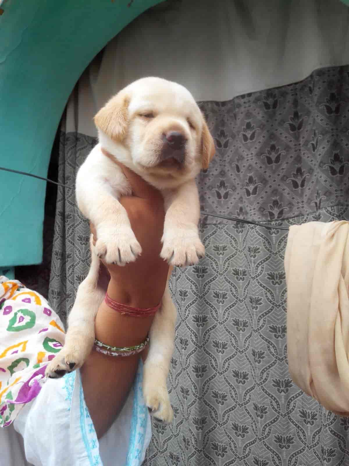 Top Pet Shops in Kolkata Best Pet Store near me Justdial