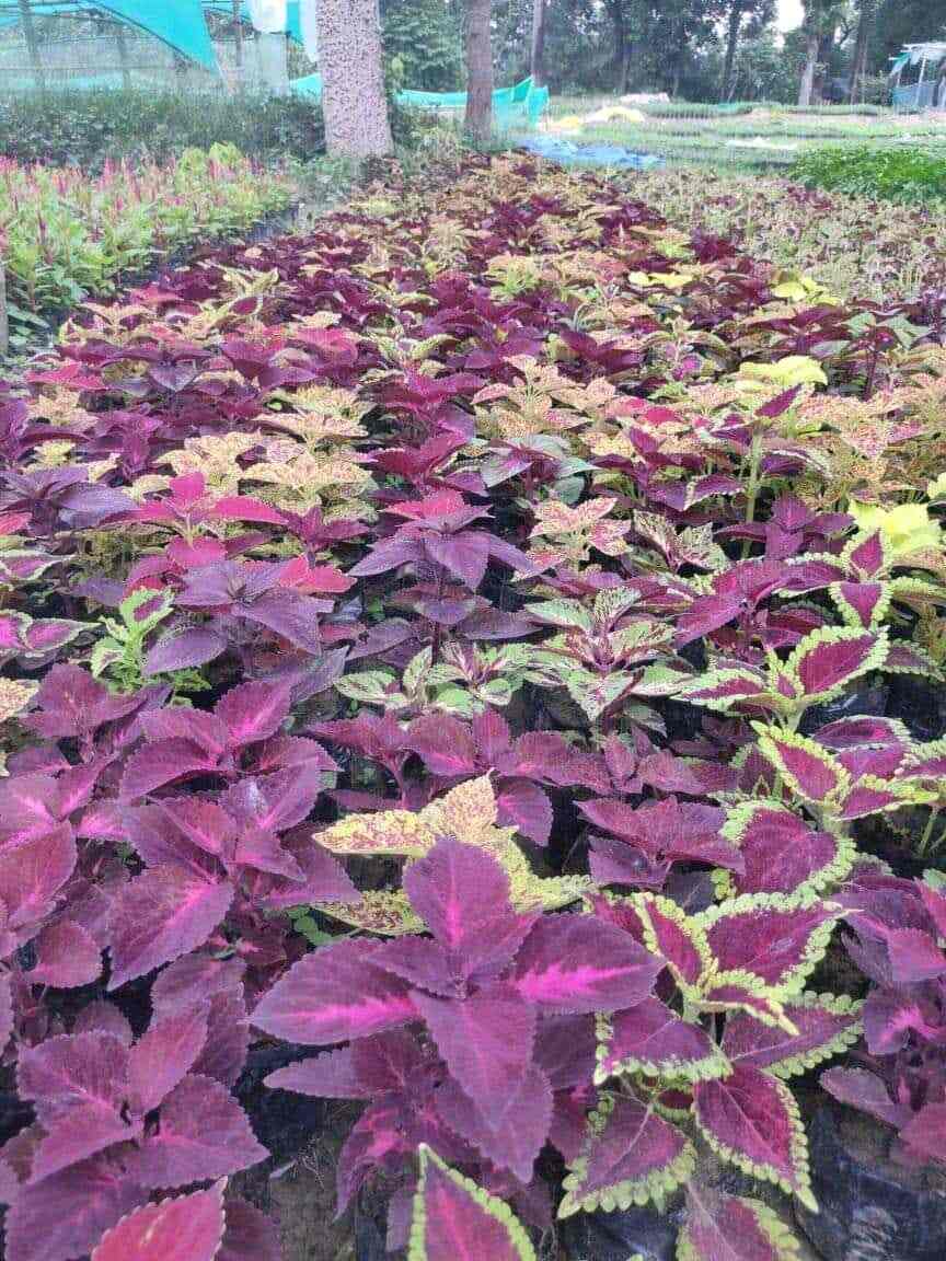 Tara Maa Nursery & Horticulture in Mukundapur,Kolkata Best Plant