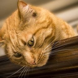 Animal Rescue & Care in Thakurpukur,Kolkata - Best Animal Welfare Organisations in Kolkata - Justdial Animal Rescue & Care in Thakurpukur,Kolkata - Best Animal Welfare Organisations in Kolkata - Justdial