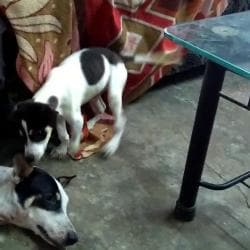 Animal Rescue & Care in Thakurpukur,Kolkata - Best Animal Welfare Organisations in Kolkata - Justdial Animal Rescue & Care in Thakurpukur,Kolkata - Best Animal Welfare Organisations in Kolkata - Justdial