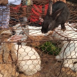 Top Pet Shops in Kolkata - Best Pet Store near me - Justdial
