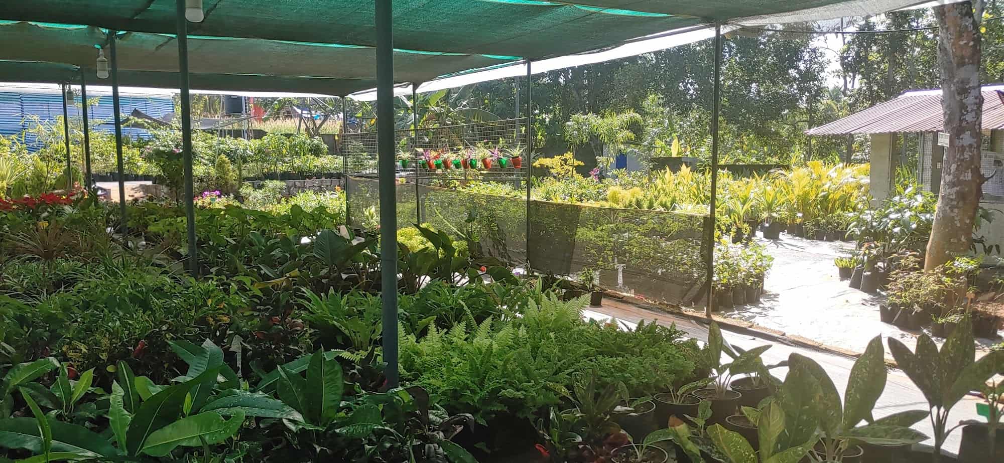 Top Plant Nurseries in Kottathala,Kollam Best Government Plant Nurseries near me Justdial