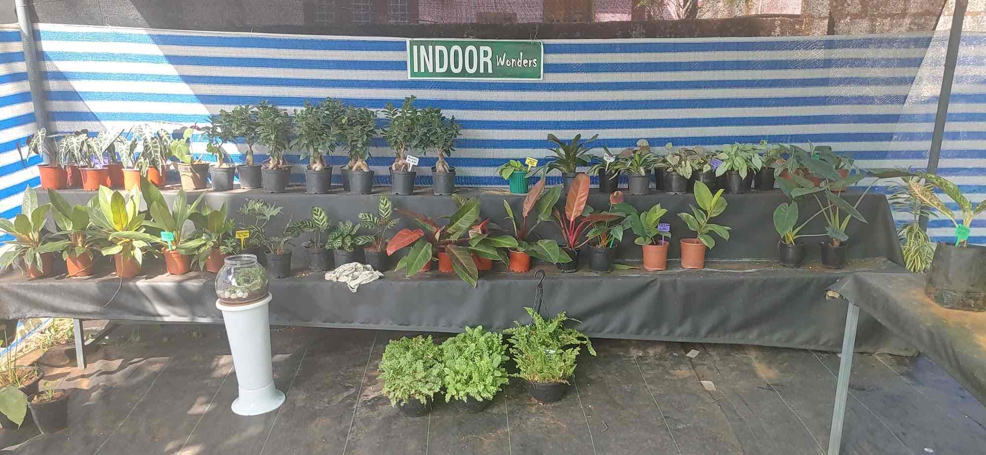 Top Plant Nurseries in Kottathala,Kollam Best Government Plant Nurseries near me Justdial