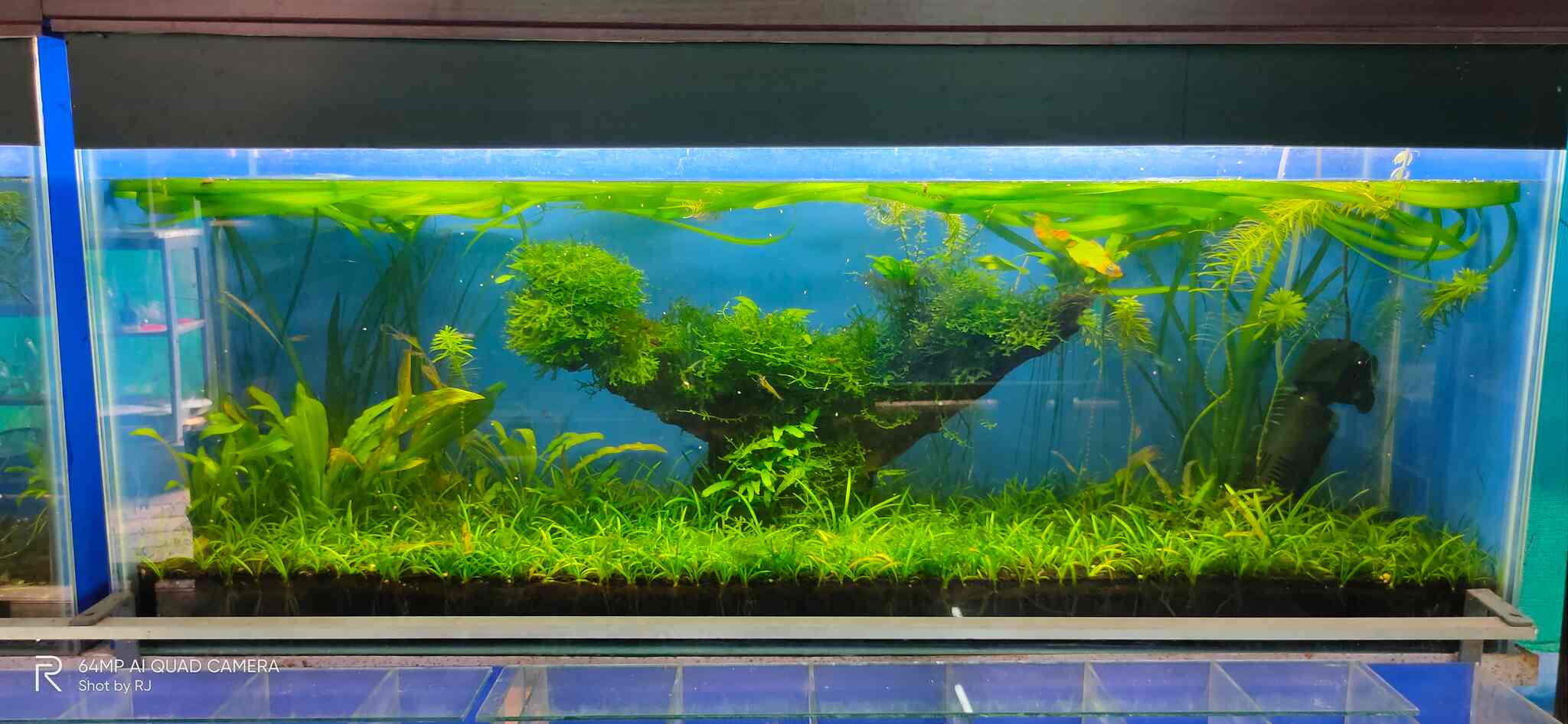 Deepam Aquarium in Vadakkevila,Kollam Best Aquariums in Kollam Justdial