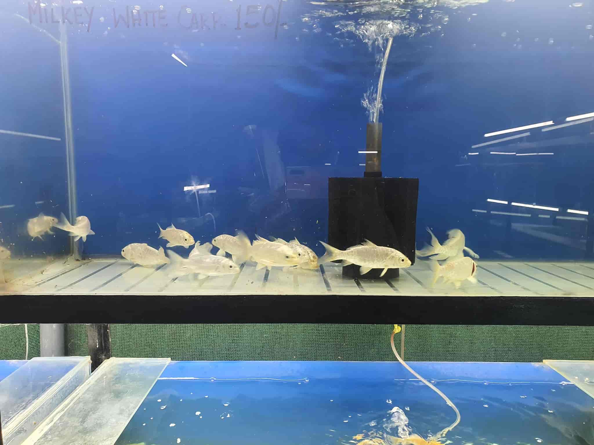 Deepam Aquarium in Vadakkevila,Kollam Best Aquariums in Kollam Justdial