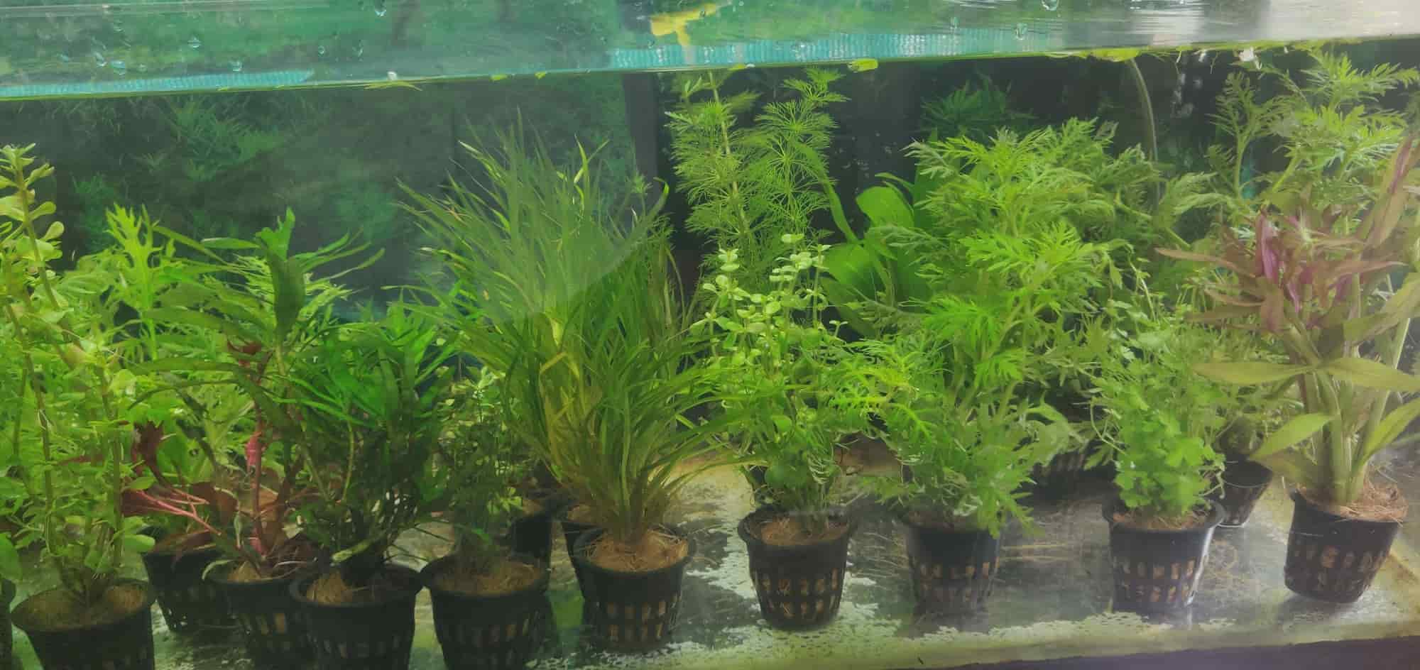 Deepam Aquarium in Vadakkevila,Kollam Best Aquariums in Kollam Justdial