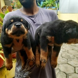 Top Dog Kennel Shops in Kollam - Best Dog Kennels Suppliers - Justdial
