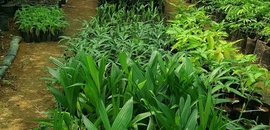 Top 10 Plant Nurseries In Kottarakara Best Nursery Services Kollam Tropical Buds