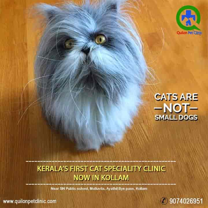 Quilon Pet Clinic in Chinnakada,Kollam Best Veterinary Clinics in Kollam Justdial