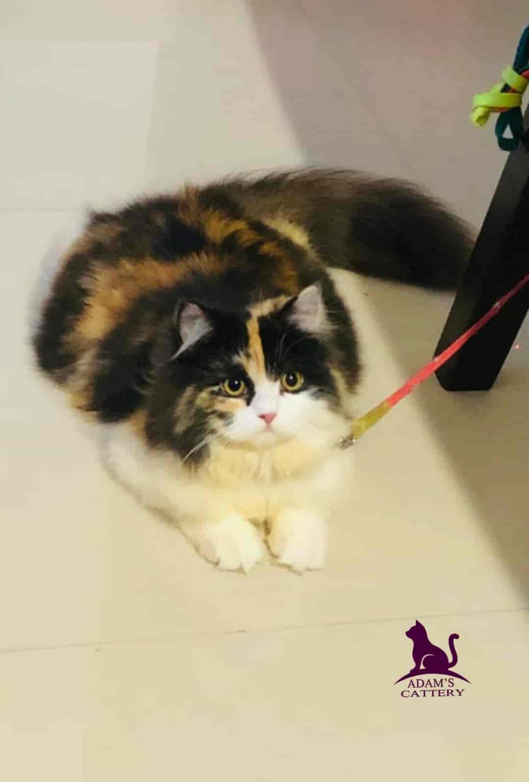 Adam's Cattery in Kollam Best Pet Shops in Kollam Justdial