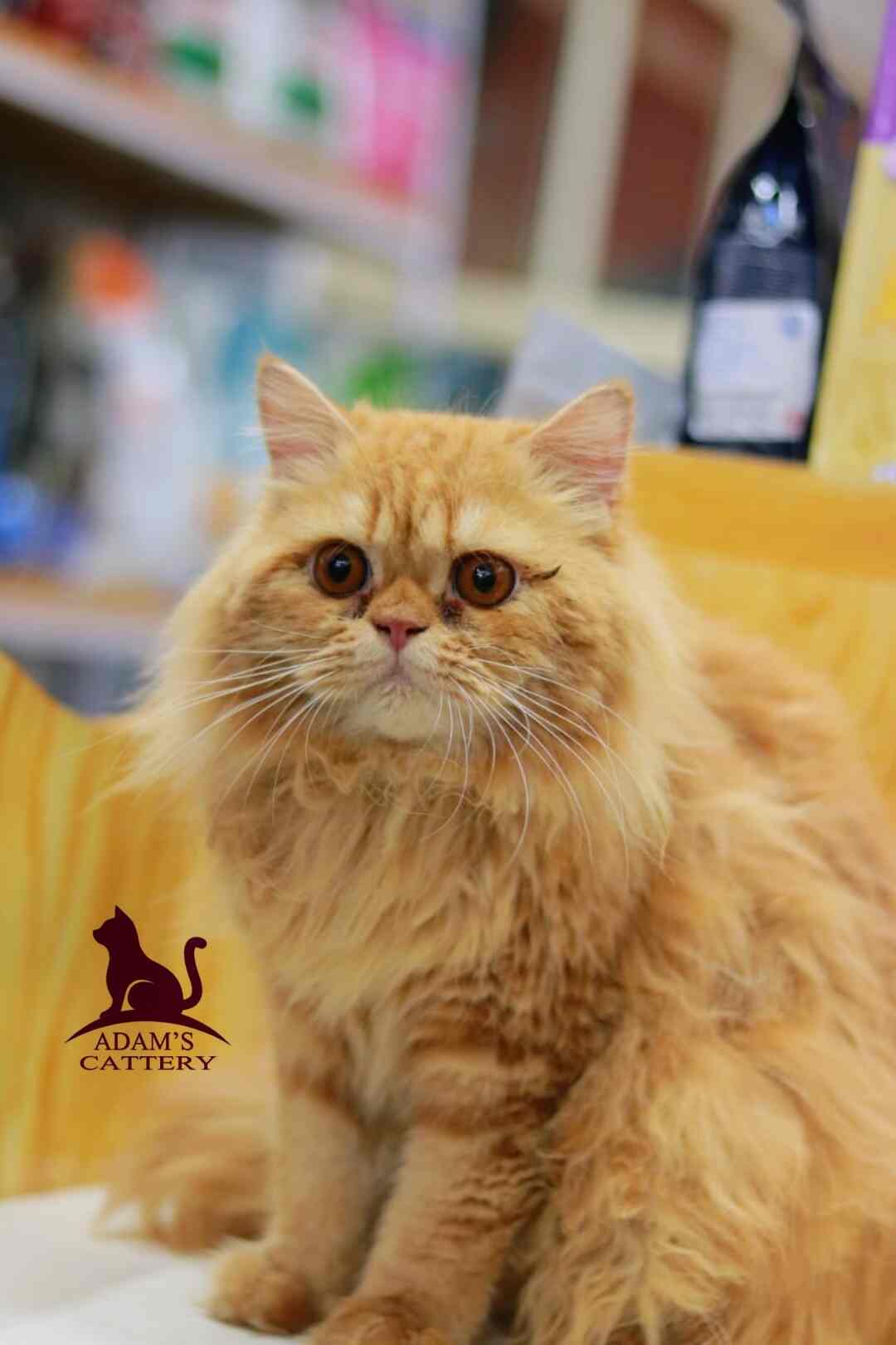 Adam's Cattery in Kollam Best Pet Shops in Kollam Justdial