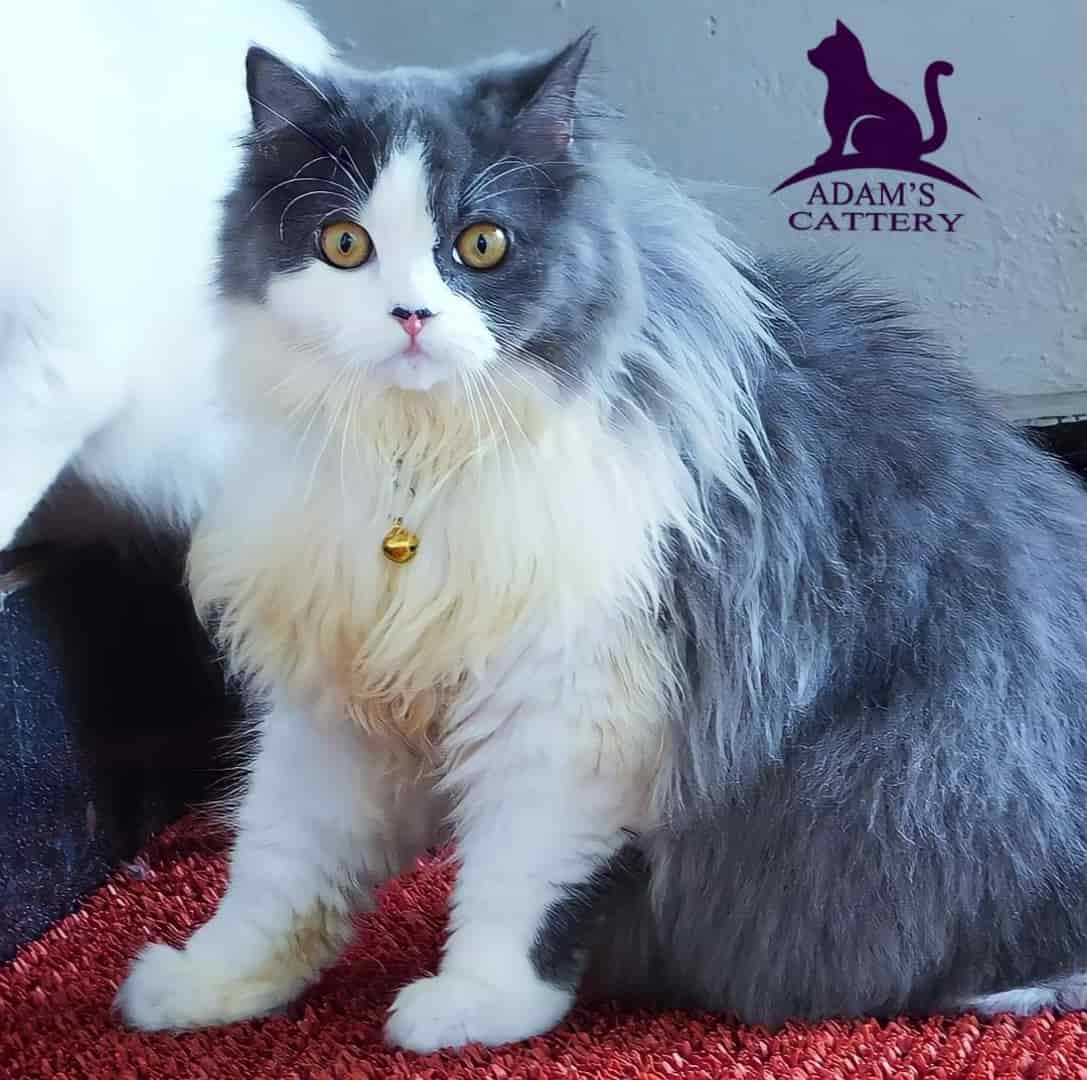 Adam's Cattery in Kollam Best Pet Shops in Kollam Justdial