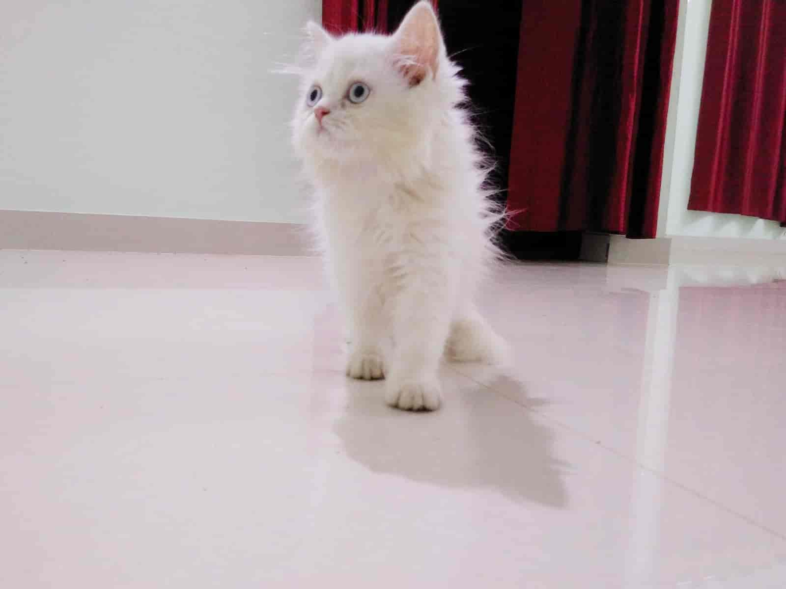 Pet shop persian clearance cat