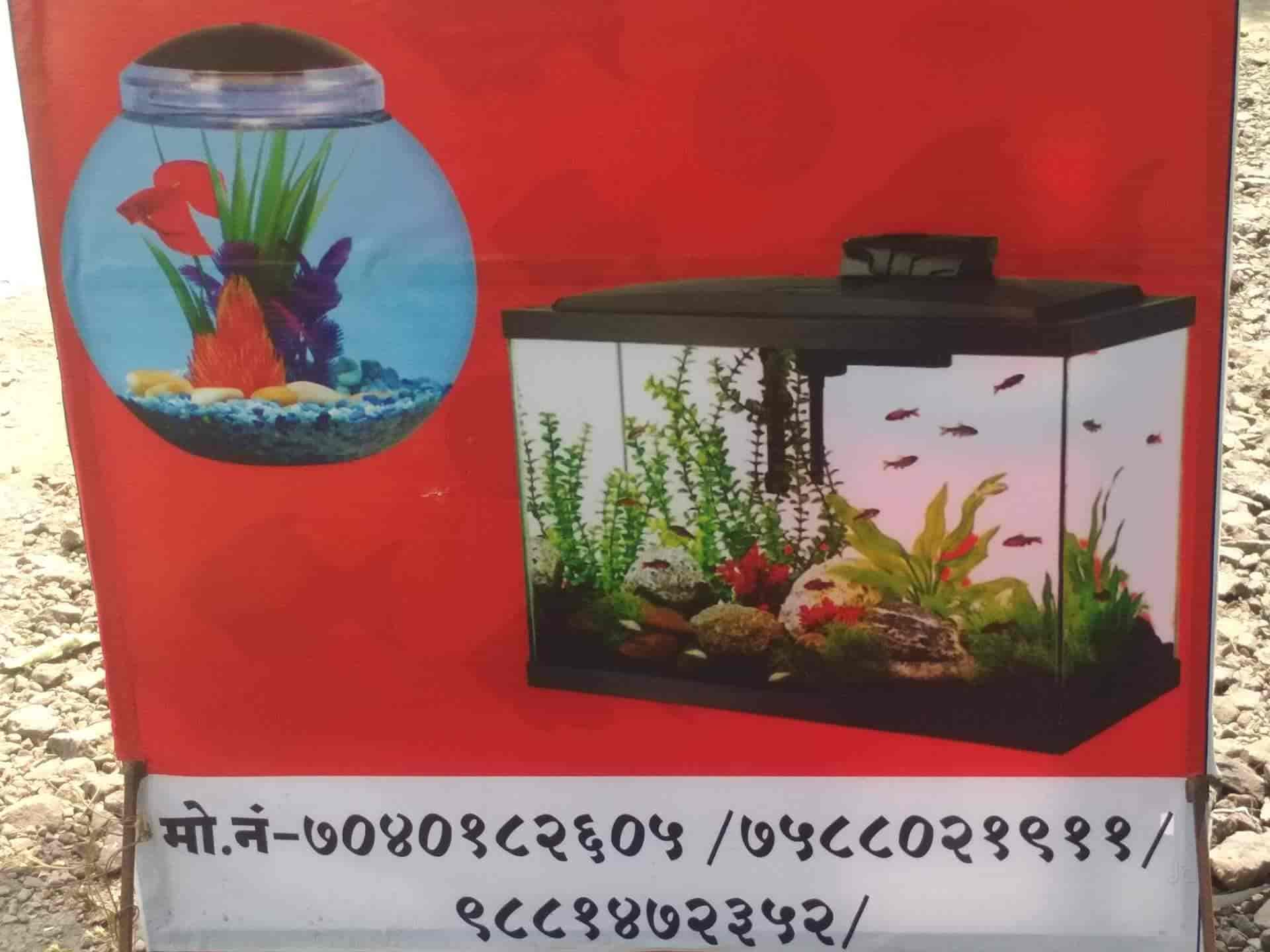 Top Fish Aquarium Dealers in Shirdi Best Fish Aquarium Shops Justdial