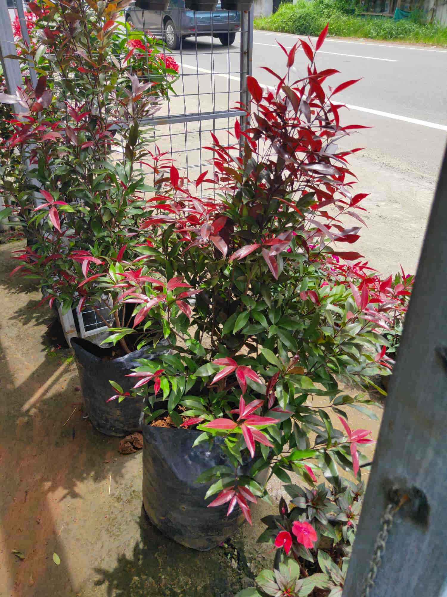 Top Ganga Nursery Plant Nurseries in Kozhikode Best Ganga Nursery