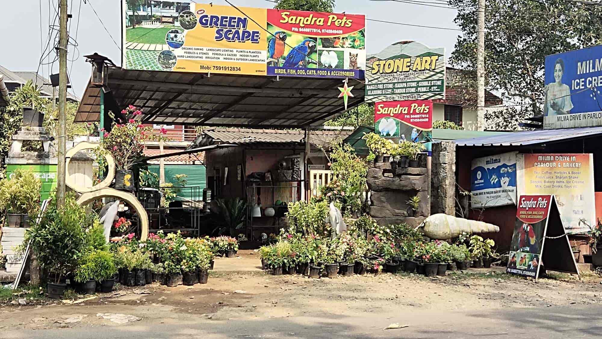 Sandra Pets in Changanacherry,Kottayam Best Pet Shops For Indian Bully Dog in Kottayam Justdial