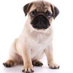 Top 10 Pet Shops For German Shepherd Dog In Kottayam Best German Shepherd Dog Dealers Justdial