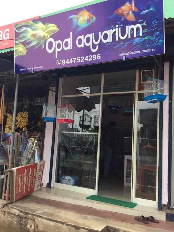 Pomeranian Dog Pet Shop Kottayam Chingavanam Search Best 4K Wallpapers