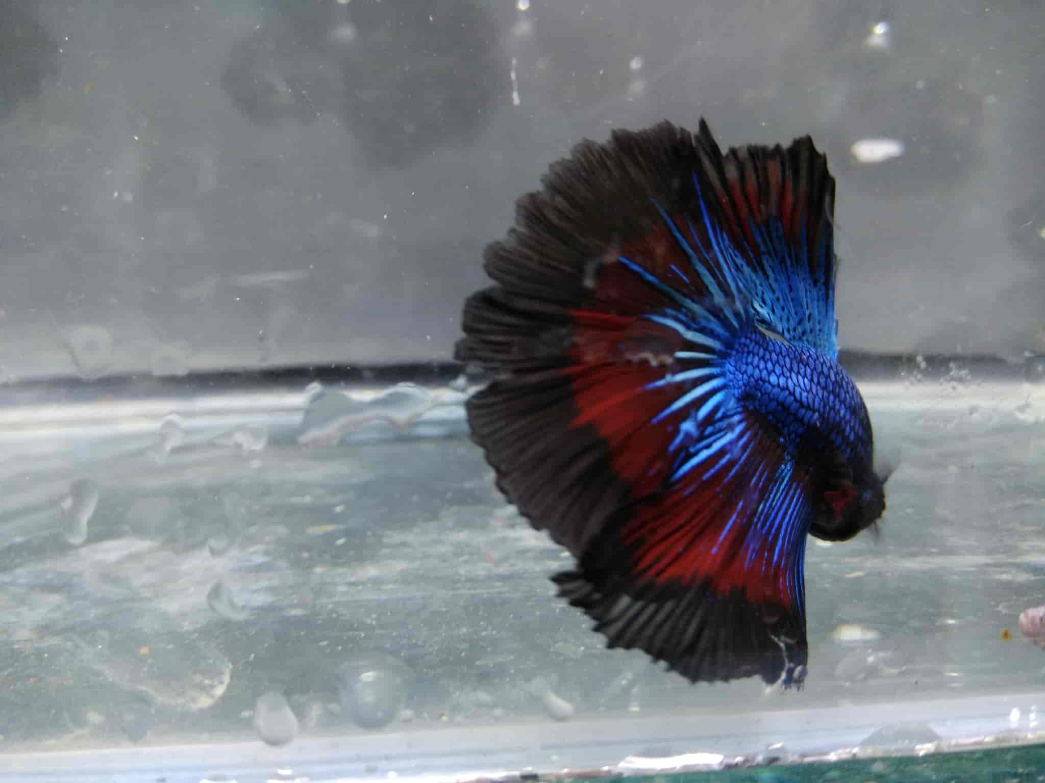 Pomeranian Dog Pet Shop Kottayam Chingavanam Search Best 4K Wallpapers