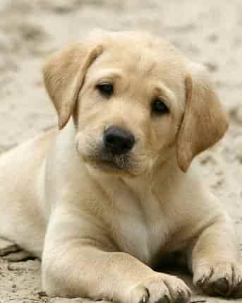Labrador dog food in tamil hot sale