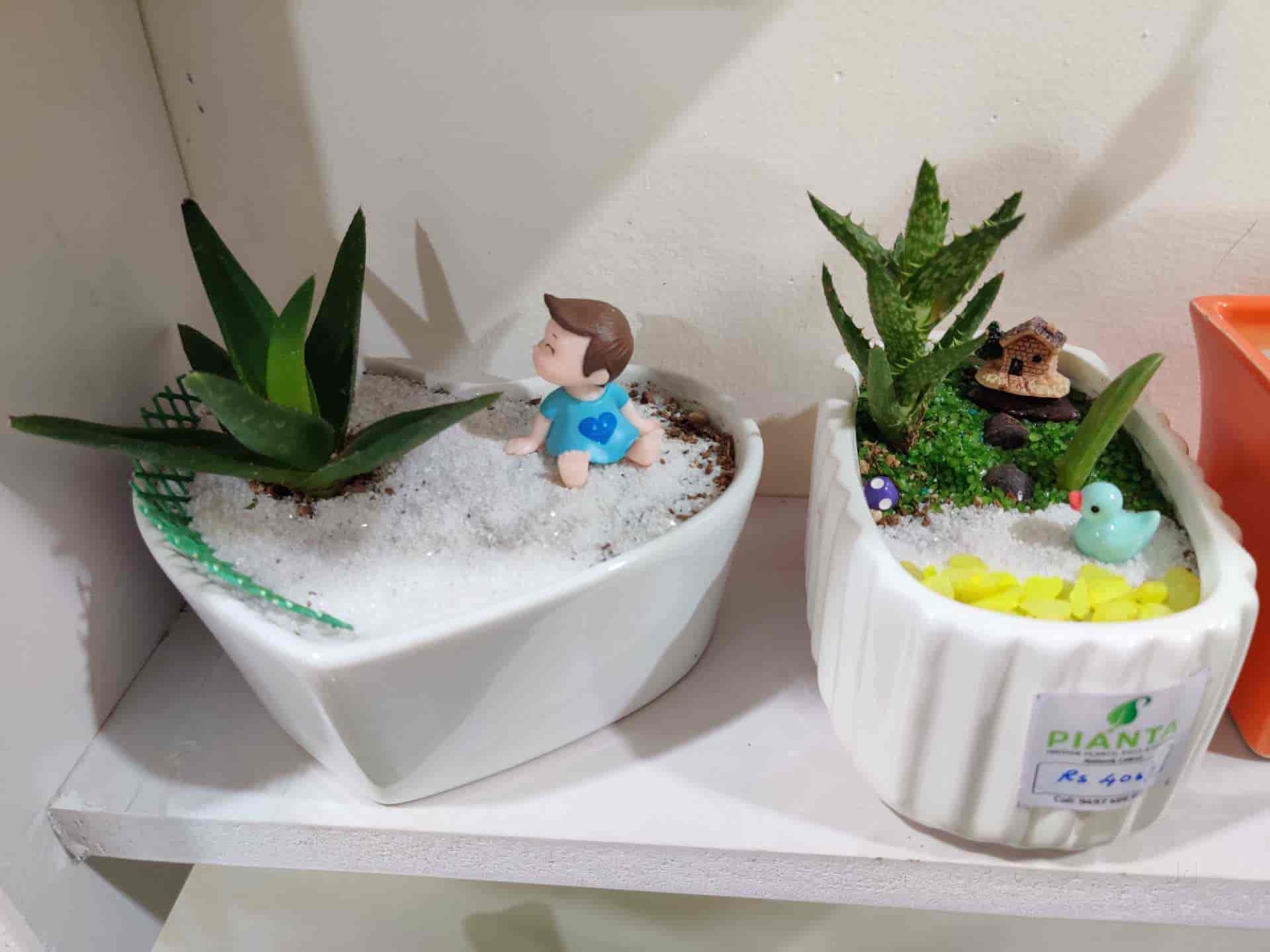 Pianta Indoor Plants in Kottooly,Kozhikode Best Plant Nurseries in