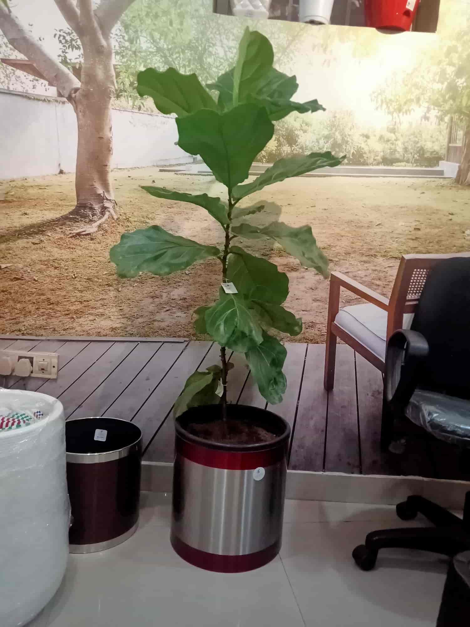 Pianta Indoor Plants in Kottooly,Kozhikode Best Plant Nurseries in